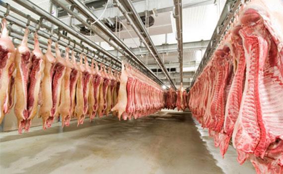 生猪行情回暖 标准化屠宰提质增效打造“放心肉”