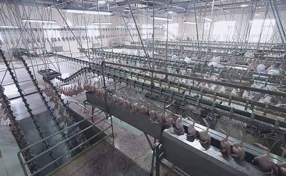 山西印发行动方案   进一步加强了畜禽屠宰标准化工作