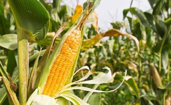依安计划总投资4.3亿元鲜食玉米项目预计7月中旬投产