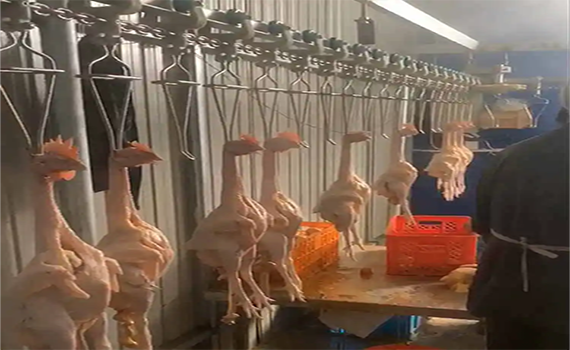 肉鸡屠宰自动化流水线都需要经过哪些操作环节？