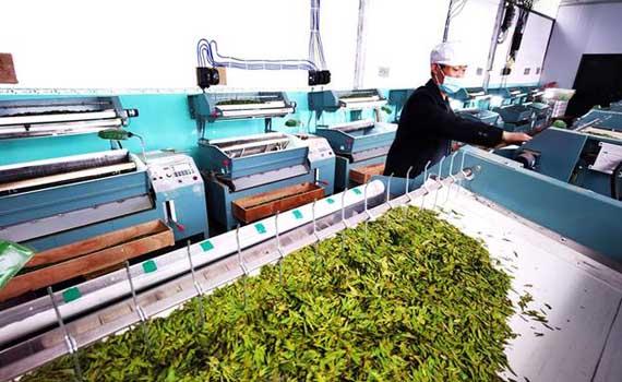 杭州富阳区全自动扁形茶炒制流水线一展身手