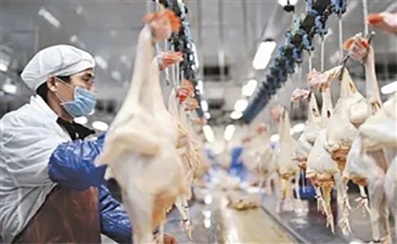 自动化肉鸡屠宰生产线