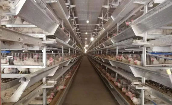 “全球最智能”蛋鸡场明年在崇明投产