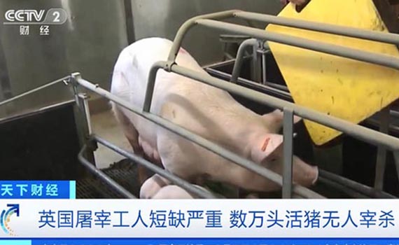 英国养猪业半年损失10亿元，数万头猪无人杀